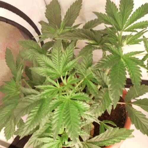 dinafem - dinamed cbd . Week 4 -  26 watt 