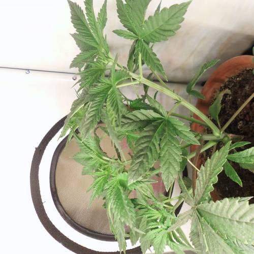 dinafem - dinamed cbd . Week 4 - 26 watt 