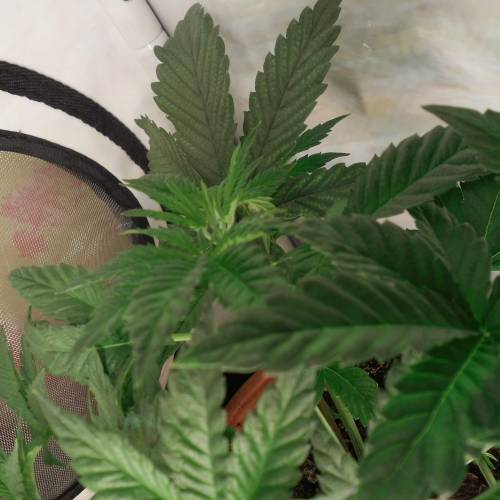 dinafem - dinamed cbd . Week 4 - 26 watt 