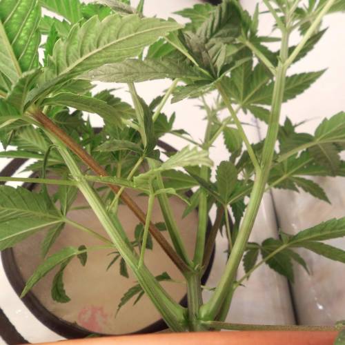 dinafem - dinamed cbd . Week 4 - 26 watt 