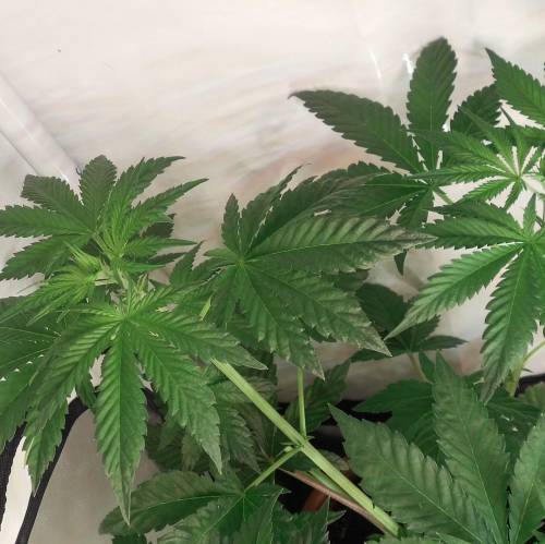 dinafem - dinamed cbd . Week 5