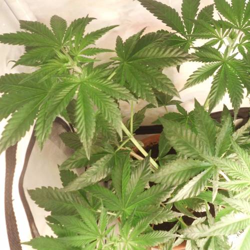 dinafem - dinamed cbd . Week 5