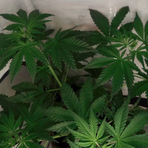 dinafem - dinamed cbd . Week 5