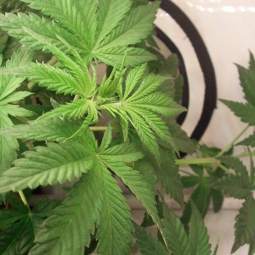 dinafem - dinamed cbd . Week 5