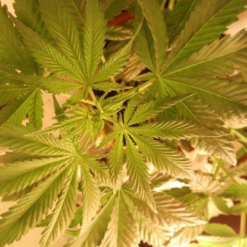 dinafem - dinamed cbd . Week 5