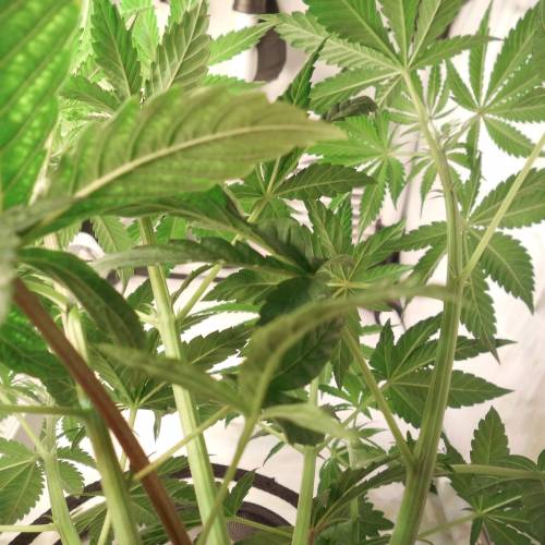 dinafem - dinamed cbd . Week 5