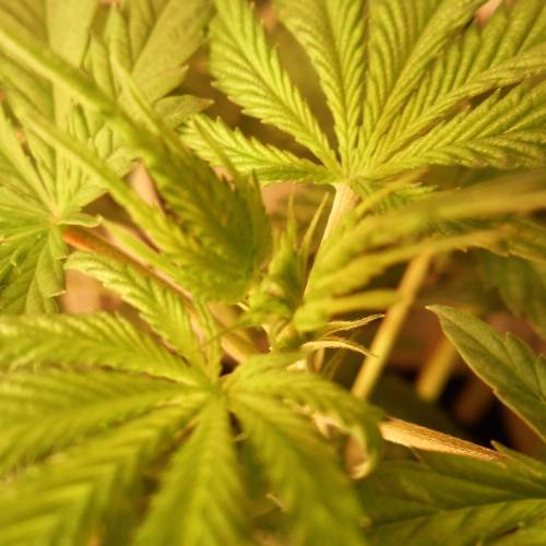 dinafem - dinamed cbd . Week 5