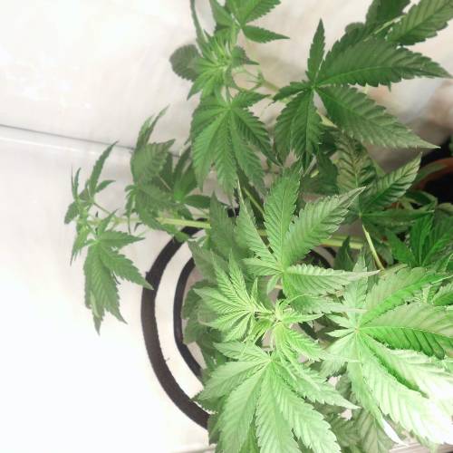 dinafem - dinamed cbd . Week 5