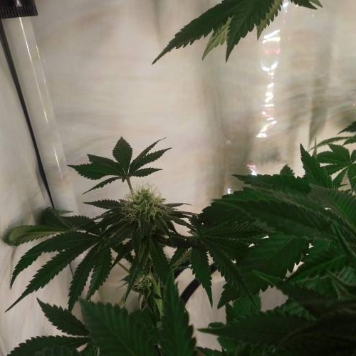 dinafem - dinamed cbd . Week 10