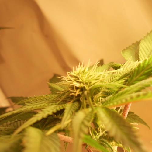 dinafem - dinamed cbd . Week 7