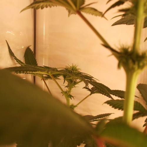 dinafem - dinamed cbd . Week 7