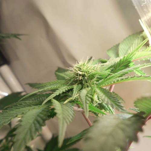 dinafem - dinamed cbd . Week 7