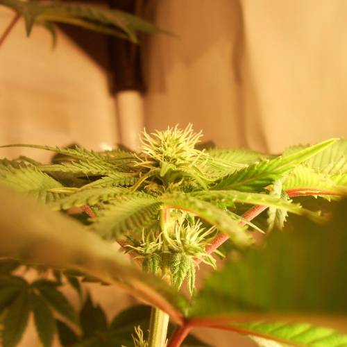 dinafem - dinamed cbd . Week 7