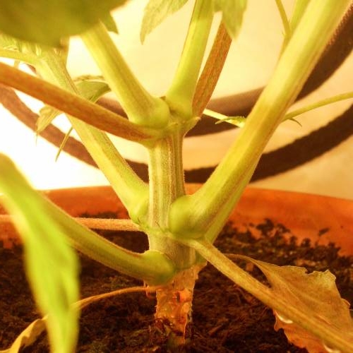 dinafem - dinamed cbd . Week 5