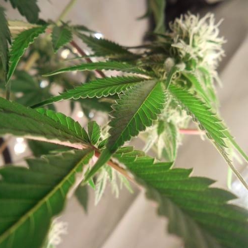 dinafem - dinamed cbd . Week 10