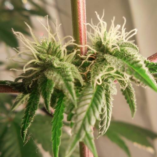 dinafem - dinamed cbd . Week 10