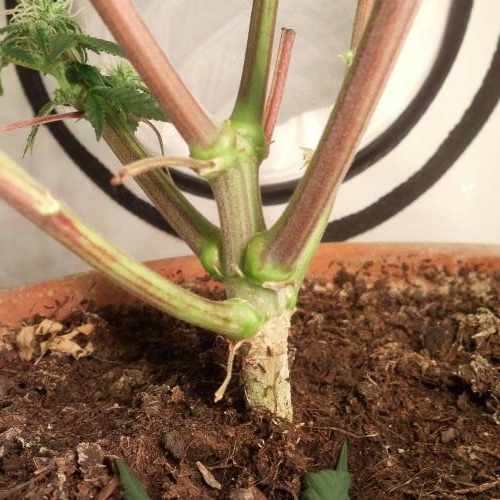 dinafem - dinamed cbd . Week 10