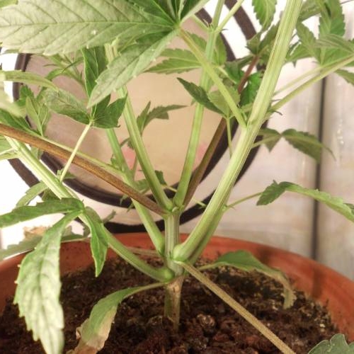 dinafem - dinamed cbd . Week 4 -  26 watt 