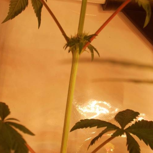 dinafem - dinamed cbd . Week 7