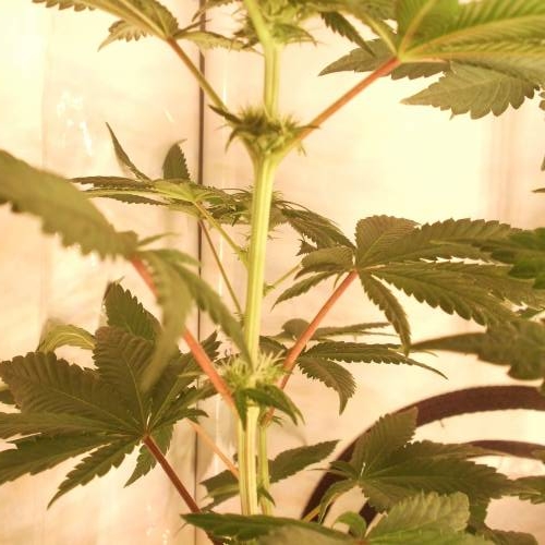 dinafem - dinamed cbd . Week 7