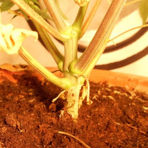 dinafem - dinamed cbd . Week 7