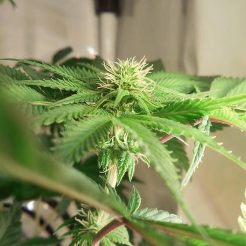 dinafem - dinamed cbd . Week 7