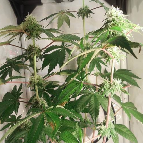 dinafem - dinamed cbd . Week 10