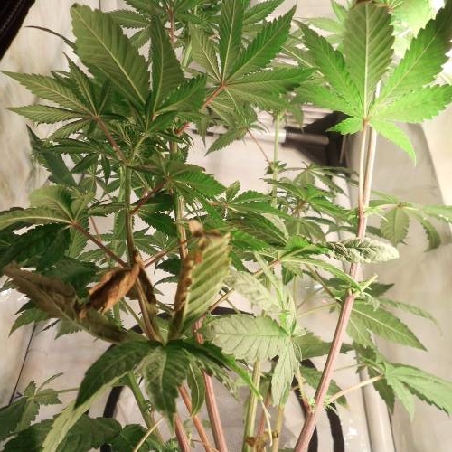 dinafem - dinamed cbd . Week 7