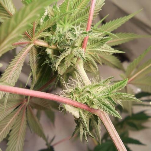 dinafem - dinamed cbd . Week 10