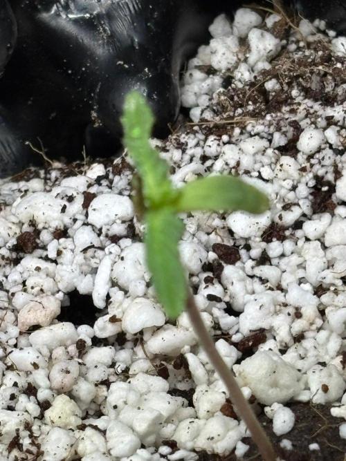 An old Pineapple Ex' Auto. Week 0 - Pineapple Express Auto - 5+ years old seed and poorly stored