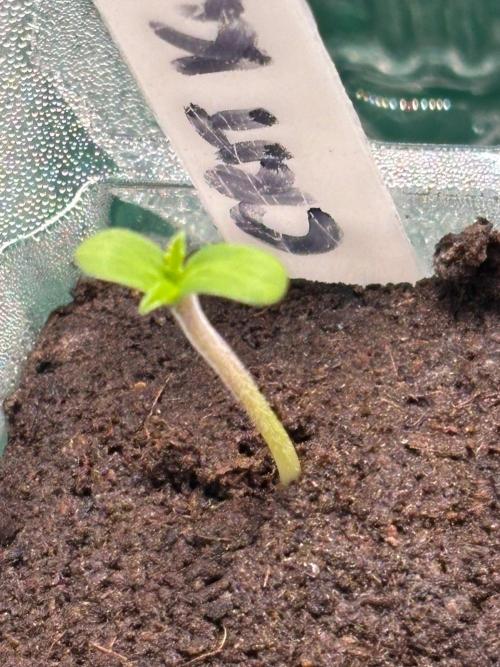An old Pineapple Ex' Auto. Week 0 - CK