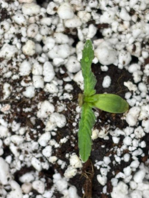 An old Pineapple Ex' Auto. Week 0 - Pineapple Express Auto - 5+ years old seed and poorly stored