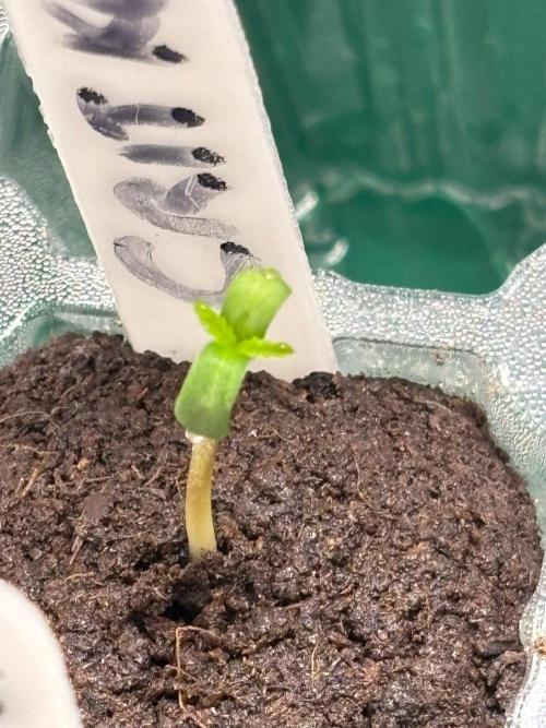 An old Pineapple Ex' Auto. Week 0 - CK