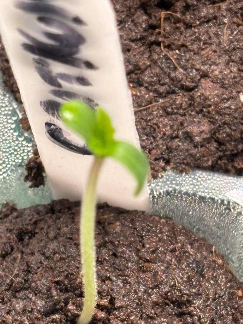 An old Pineapple Ex' Auto. Week 0 - CK
