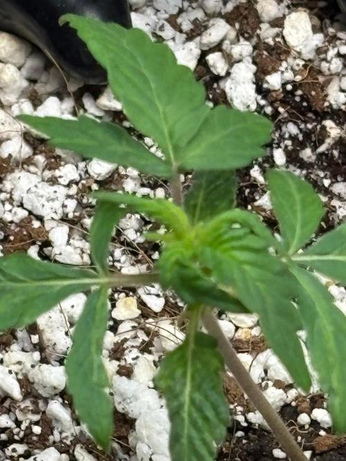 An old Pineapple Ex' Auto. Week 0 - Pineapple Express Auto - 5+ years old seed and poorly stored