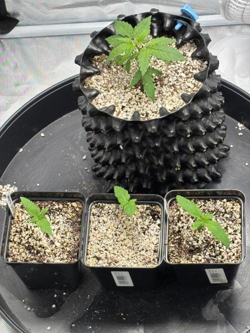 An old Pineapple Ex' Auto. Week 0 - 3xCK & PE
