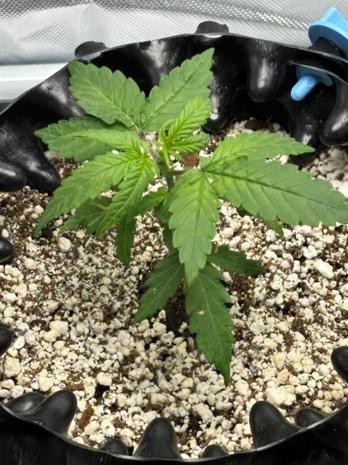 An old Pineapple Ex' Auto. Week 1