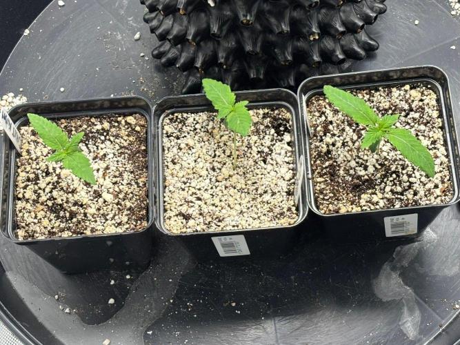 An old Pineapple Ex' Auto. Week 1