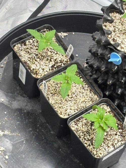 An old Pineapple Ex' Auto. Week 1