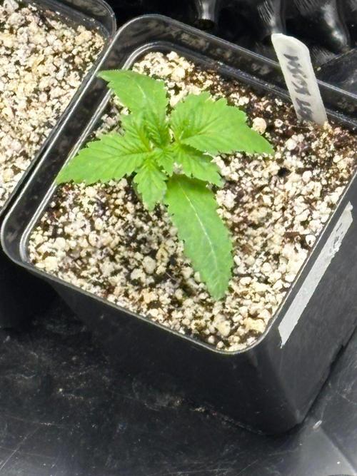 An old Pineapple Ex' Auto. Week 1