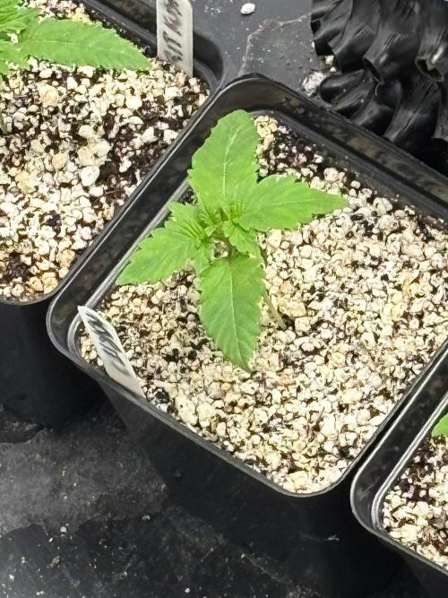 An old Pineapple Ex' Auto. Week 1