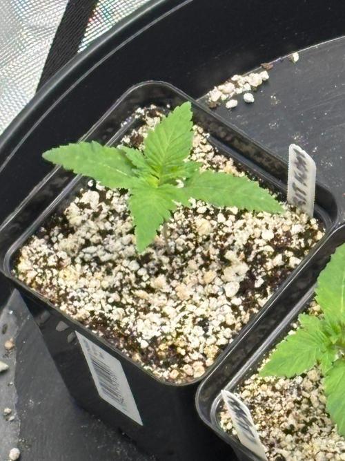 An old Pineapple Ex' Auto. Week 1