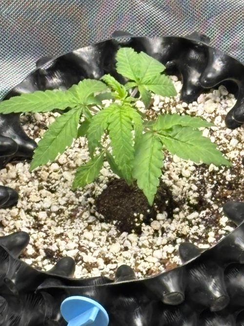 An old Pineapple Ex' Auto. Week 1