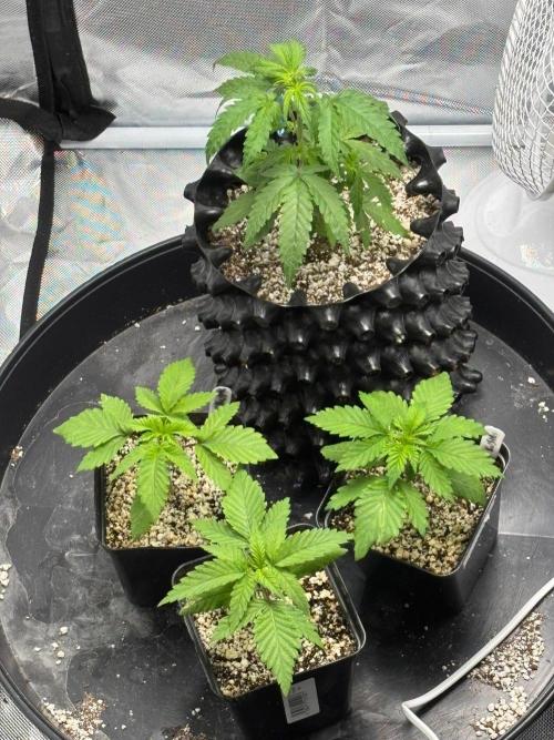 An old Pineapple Ex' Auto. Week 1