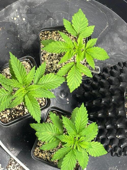 An old Pineapple Ex' Auto. Week 1