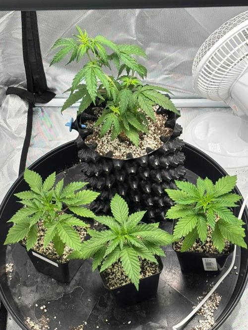 An old Pineapple Ex' Auto. Week 1