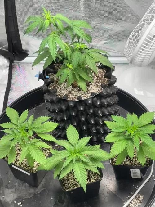 An old Pineapple Ex' Auto