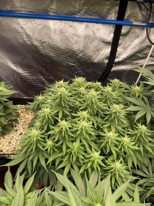 September 2025. Week 8 - WW