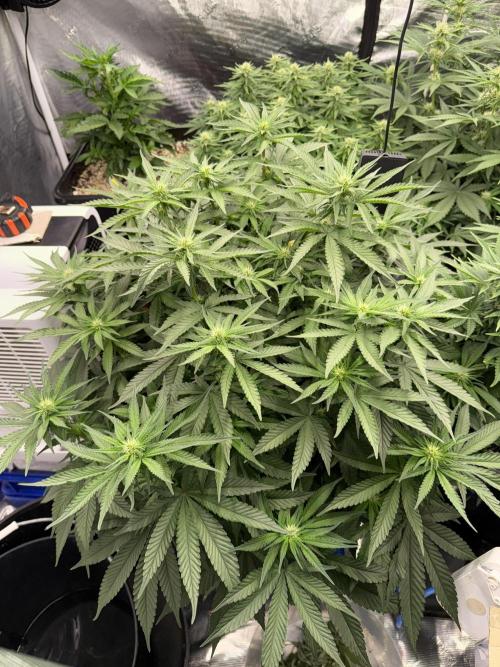 September 2025. Week 8 - Afgooey