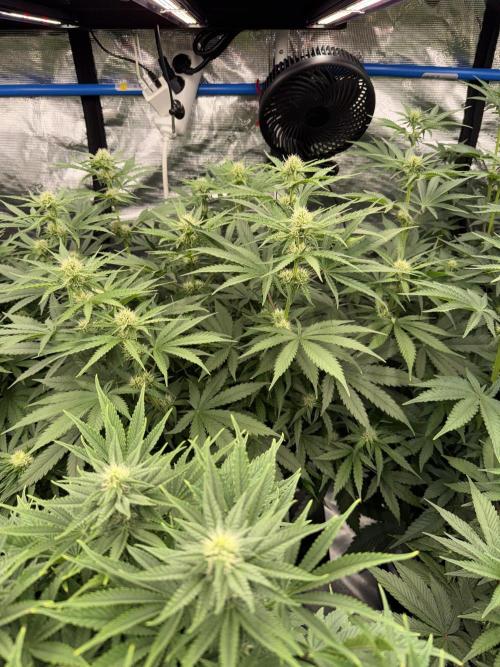 September 2025. Week 8 - WW